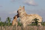 BOUVIER DES ARDENNES 207